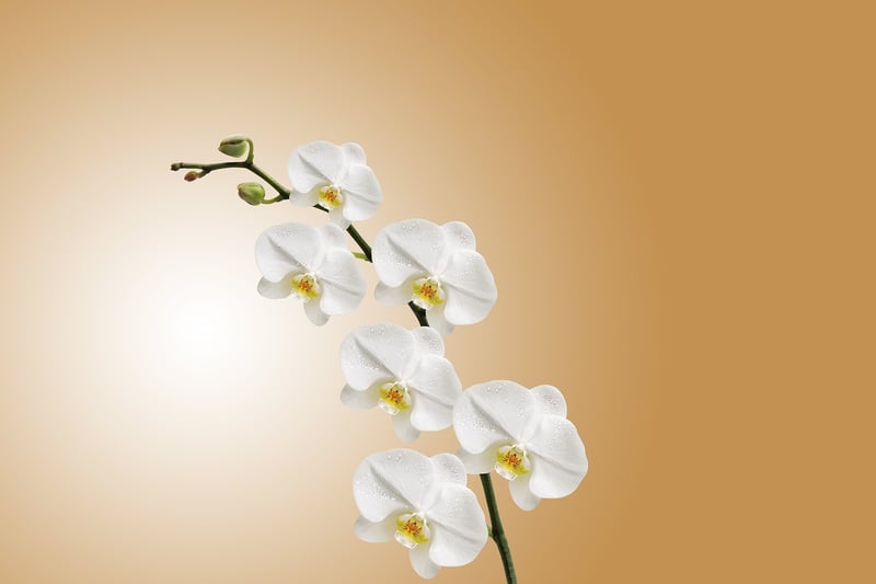 Minimalist Elegance
